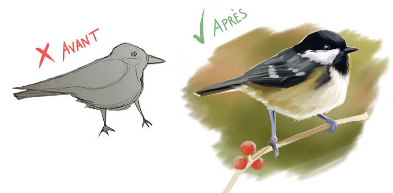croquis d'oiseau avant après